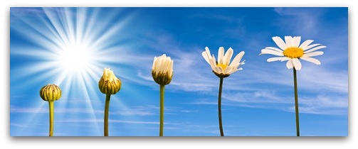 A guest post by Liz Scott