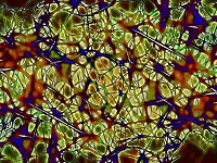 Neurons image