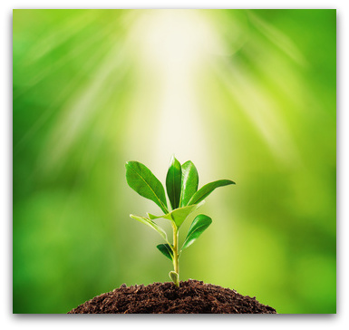 "How to Help your Coaching Clients Bloom" A guest post by  Beth Burgess