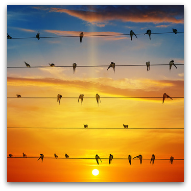 "swallows" by Liz Scott