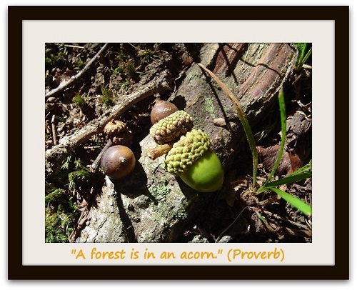 "A forest is in an acorn." (Proverb) 
