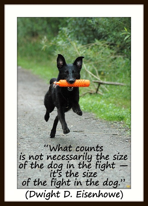 “What counts is not necessarily the size of the dog in the fight — it’s the size of the fight in the dog.” (Dwight D. Eisenhowe)