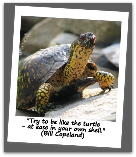 "Try to be like the turtle - at ease in your own shell." (Bill Copeland)