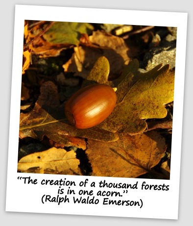 “The creation of a thousand forests is in one acorn.” (Ralph Waldo Emerson)