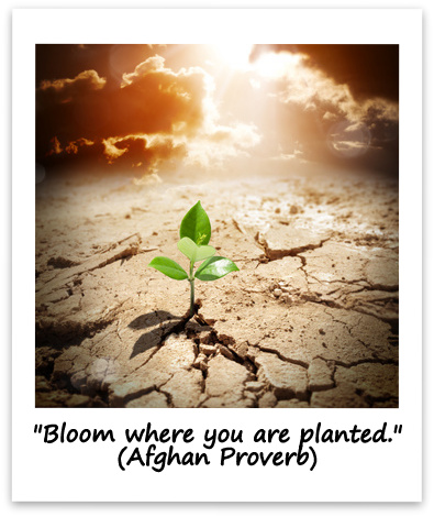 "Bloom where you are planted." (Afghan Proverb)