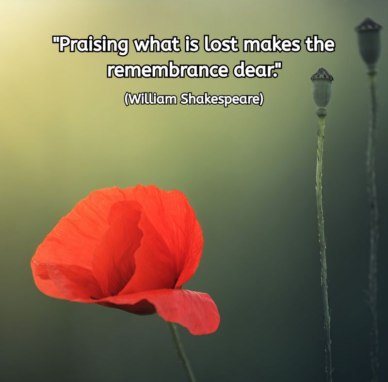 A single red poppy stands in soft focus against a muted green background, illuminated by warm light. Two tall, faded seed pods rise beside it. The quote reads: "Praising what is lost makes the remembrance dear." (William Shakespeare) The image conveys remembrance, tenderness, and enduring love.