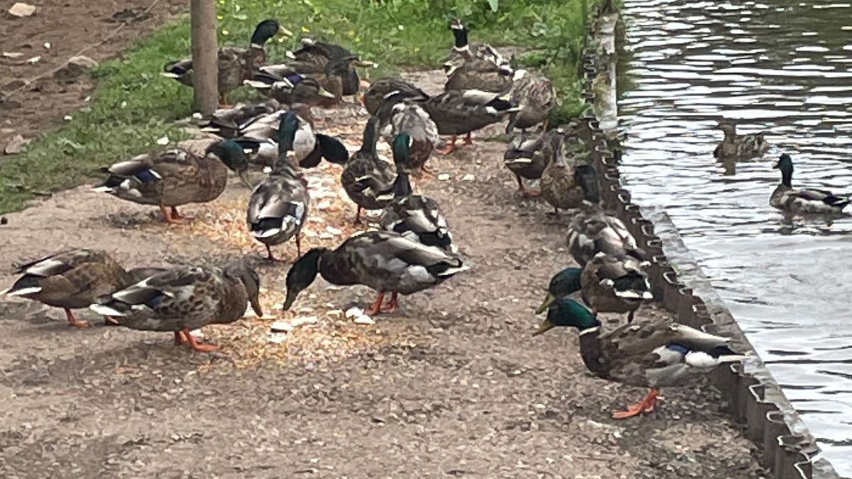 Around twenty ducks gathered on a canal-side path eating scattered food, with a few ducks swimming nearby in the water. The scene shows a lively group feeding together beside the canal.